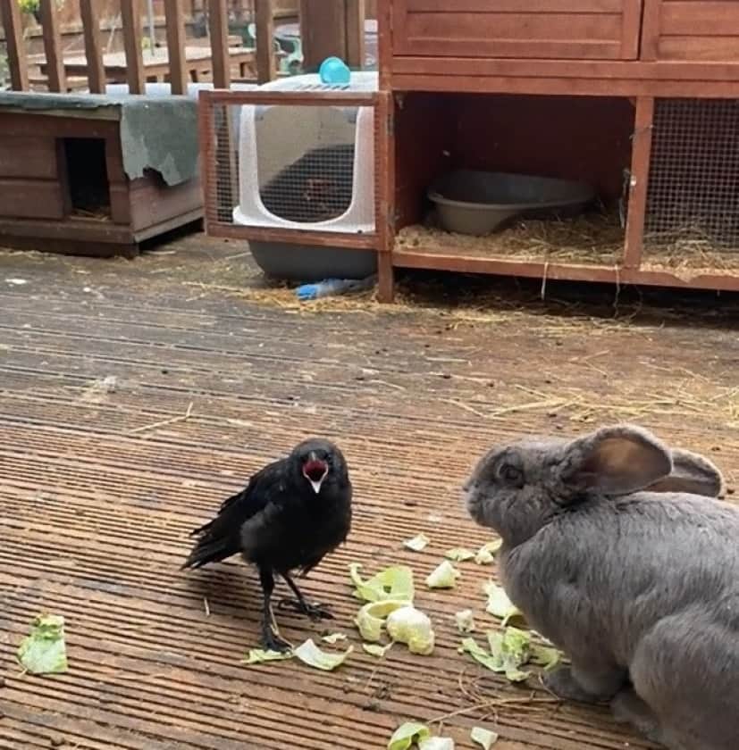 crow and rabbit2_e