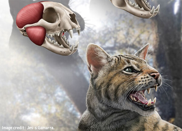 1550万年前の新種のネコ科動物の化石がスペインで発見される