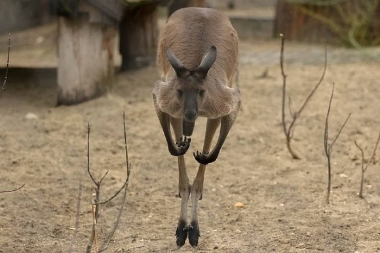 オウムがカンガルーの脱走を手配