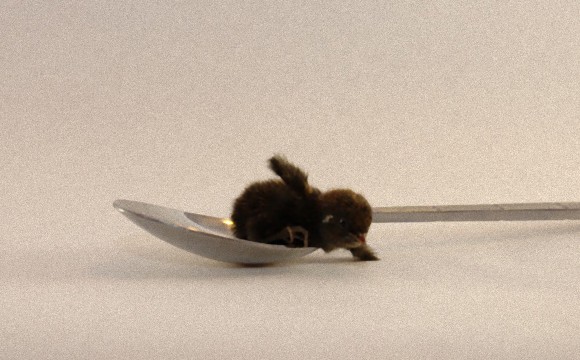 かわいくないわけがない ティースプーンサイズのウズラのヒナに悶え死ぬ カラパイア