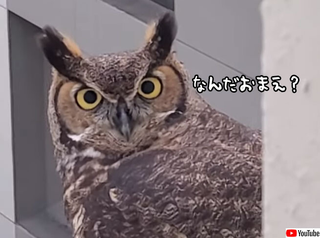 初めてフクロウをみた男性の反応が百面相すぎた