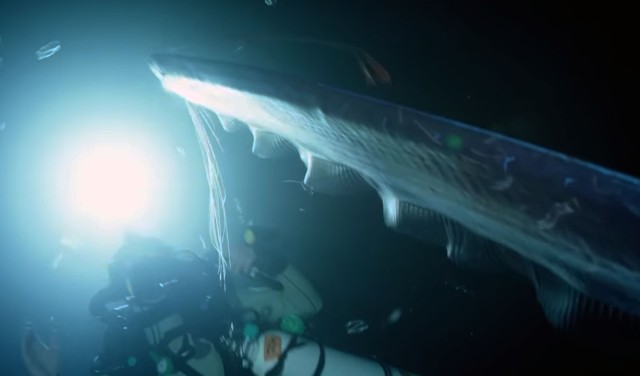 伝説の深海魚 リュウグウノツカイがダイバーの近くにやってきた 幸せのランデヴー カラパイア