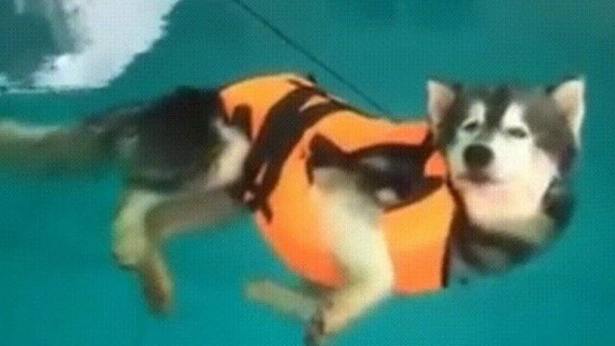 水泳練習に来て泳がないハスキー発見 泳ぐ めんどくせえ 浮いてればいいじゃん な犬に関する海外の反応 カラパイア
