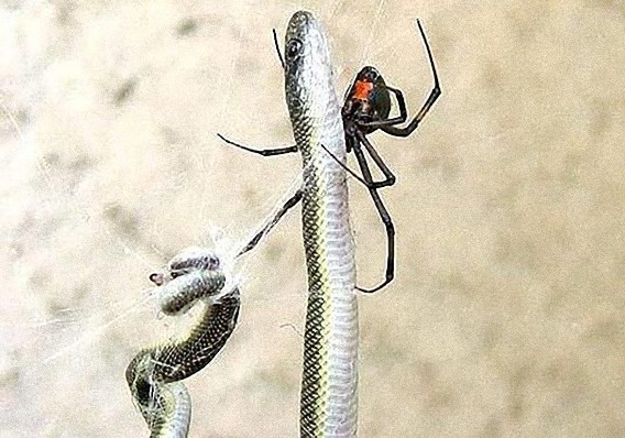 south_african_spider_catches_and_eats_the_snake_640_01_e