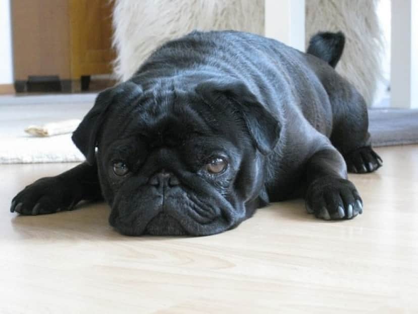 dog-123722_640_e