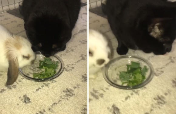 ほんとは草嫌いなんだけど 大好きなウサギが食事中 横に寄り添い同じ皿の草を食べるフリをする猫 カラパイア