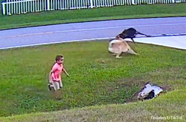近所の犬に襲われそうになった少年を守ったのは飼い犬のジャーマンシェパードだった。瞬時に駆け付け身を挺して撃退