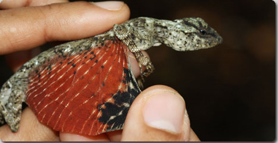 真っ赤な翼を持つ スマトラトビトカゲ Draco Taeniopterus の撮影に成功 インドネシア カラパイア