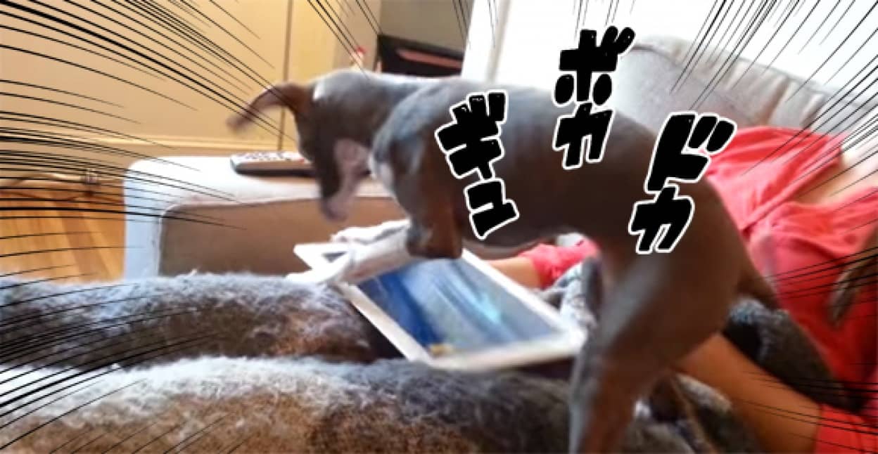 激しいぞ 犬のバイオレットさん タブレットで魚取りゲームがここ掘れワンワンに カラパイア 激しいぞ 犬のバイオレットさん タブレットで魚取りゲームがここ掘れワンワンに カラパイア