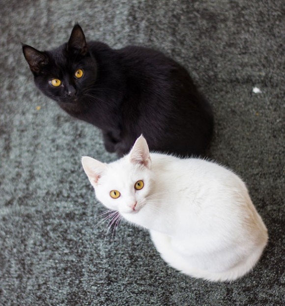 セットだと無敵にかわいい イン ヤンな白い猫と黒い猫 カラパイア