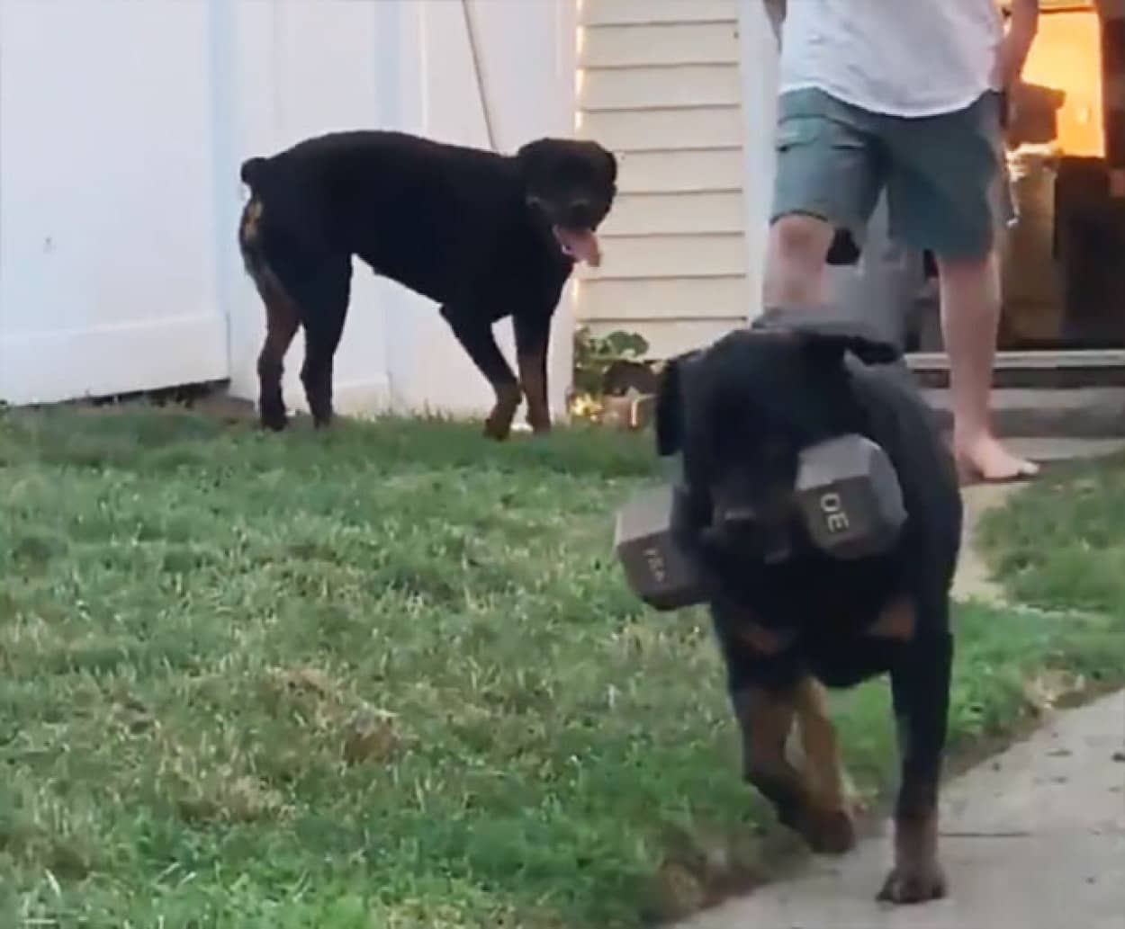 お気に入りのおもちゃはダンベルの犬