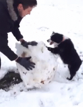 雪だるま 手伝うワン 雪玉コロコロを熱心に手伝う犬 カラパイア