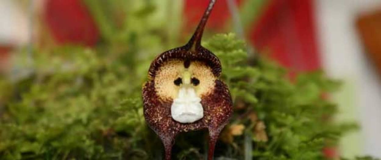 おやおや 何かの顔に似ているぞ 顔を持つ花 ドラクラ シミア カラパイア