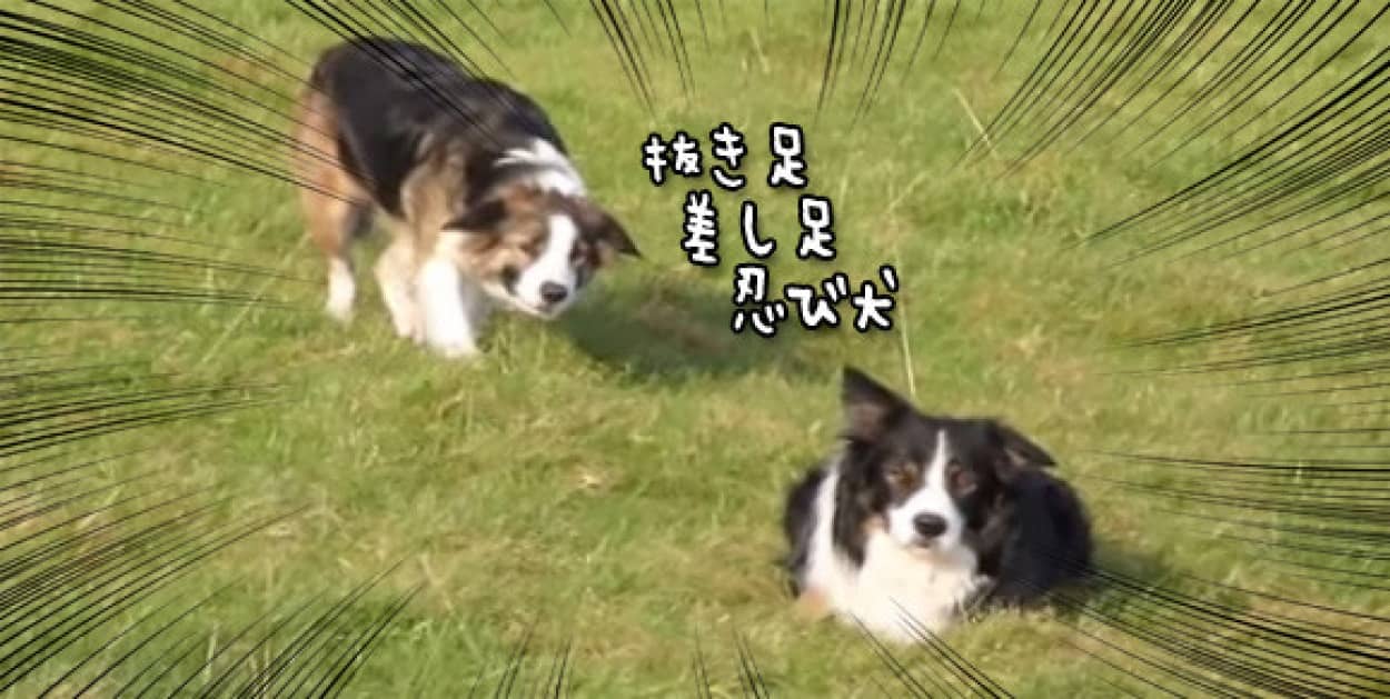 牧羊犬は休憩時間に何をしているのか こうだった カラパイア 牧羊犬は休憩時間に何をしているのか こうだった カラパイア