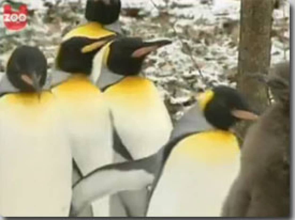 動物園内を散歩するキングペンギン そのときシマウマは カラパイア