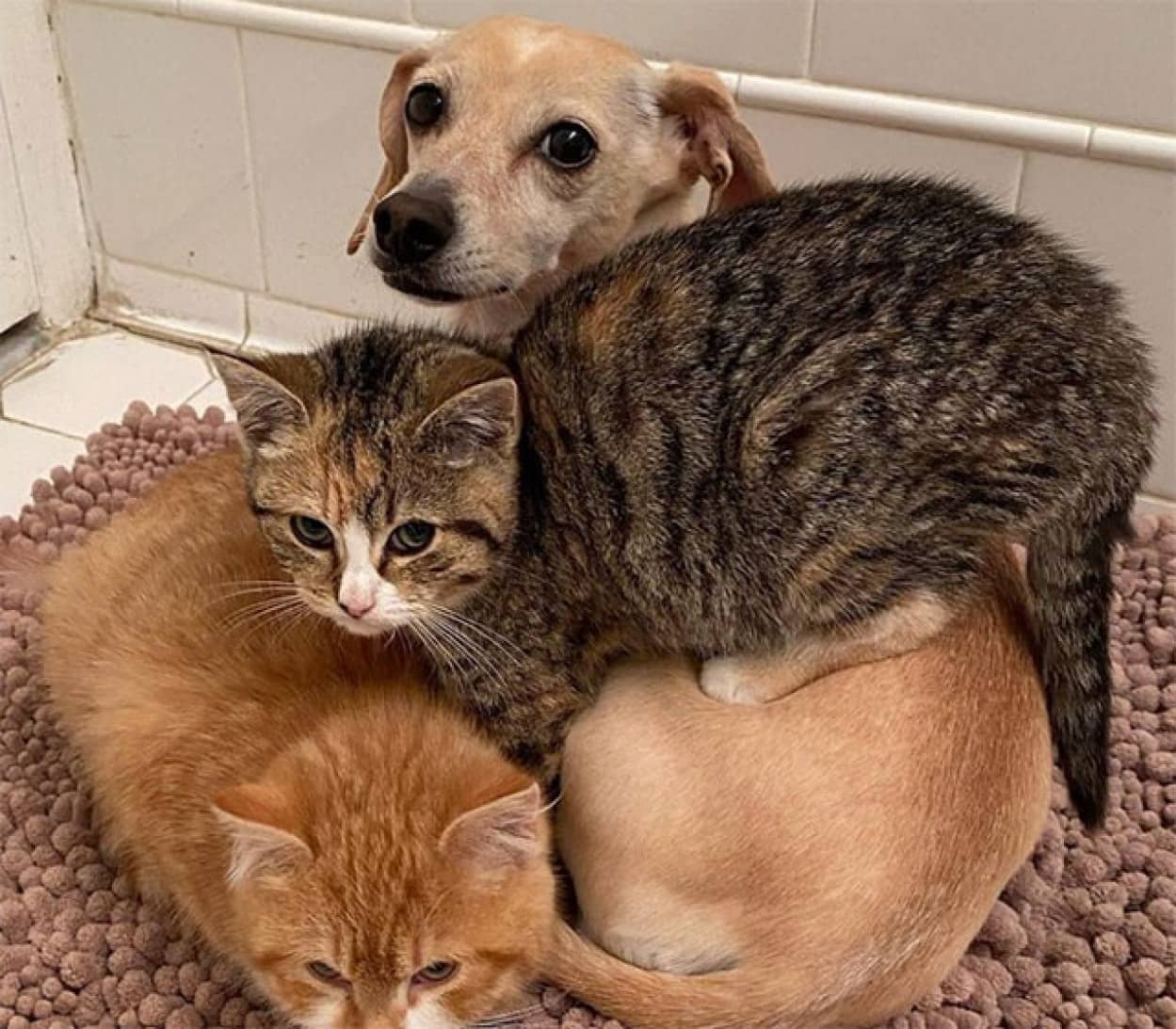 どんな動物でもなついてしまう聖母犬