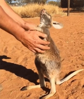 この腕好きぃ 飼育員さんの腕に抱き着く子カンガルーのかわいさよ カラパイア