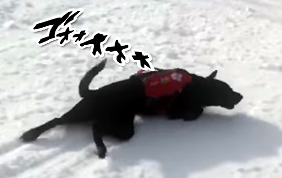 災害救助犬だって遊びたい どこまでも雪滑りを楽しむ犬 カラパイア 災害救助犬だって遊びたい どこまでも雪滑りを楽しむ犬 カラパイア