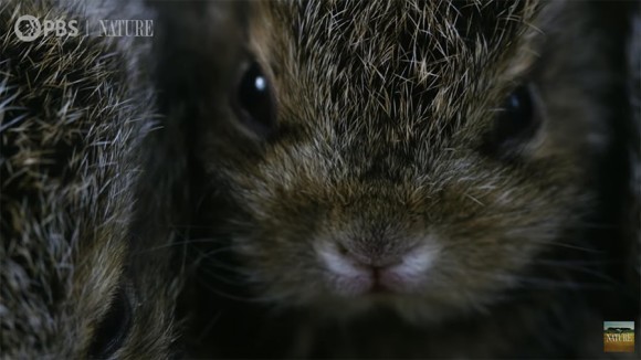 ノウサギの赤ちゃん