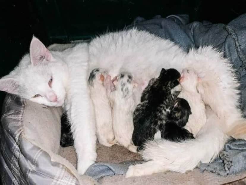 cat babies_e