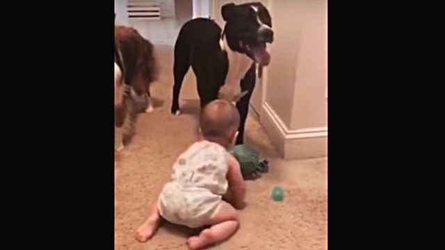 babyndog4