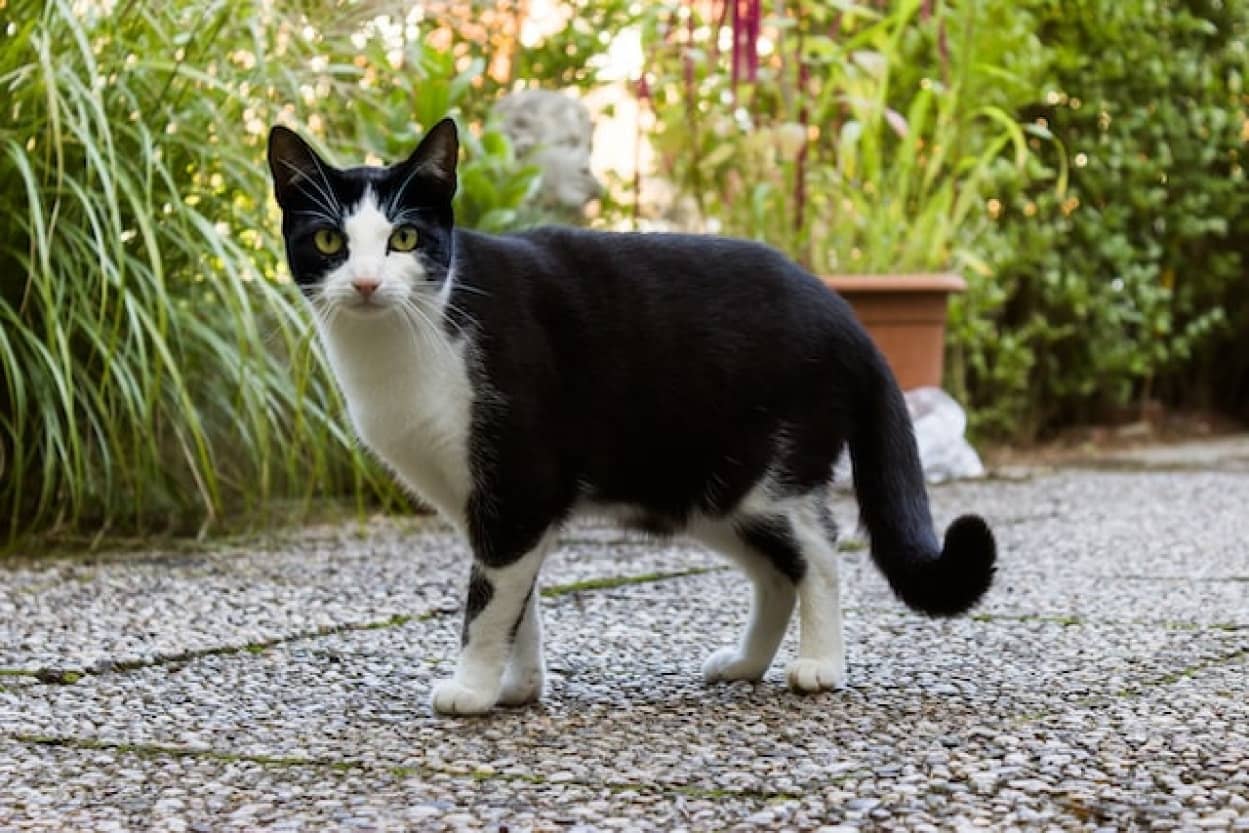 隣人の家で暮らしていた猫