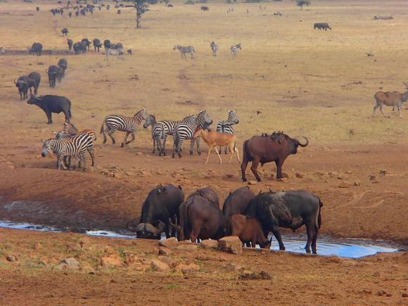 干ばつで水の飲めない野生動物に毎日水を与え続ける男性 ウォーターマン ケニア カラパイア