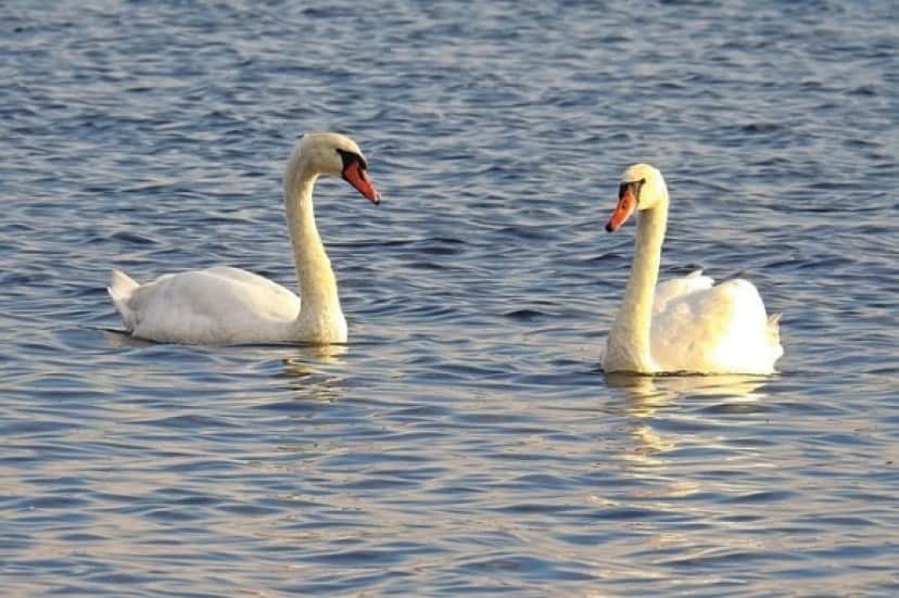 swans-1746695_640_e