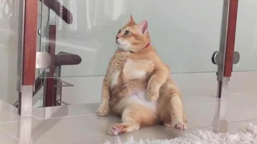 猫のヒト化 ここに極めり 酸いも甘いもかみ分けたような表情でおっさんすわりをする猫 カラパイア