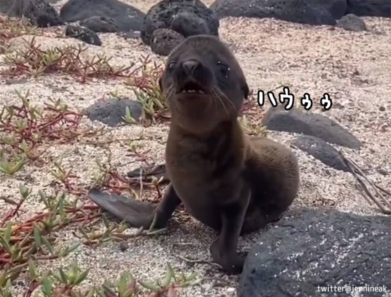 アシカの赤ちゃんの鳴き声が尊い