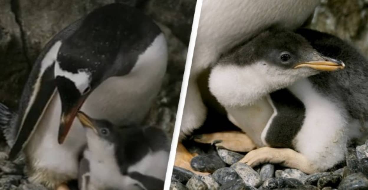 ペンギンのゲイカップル、2度目の卵孵化に成功