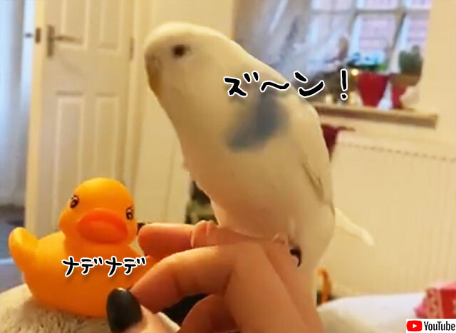 ジェラシーな鳥