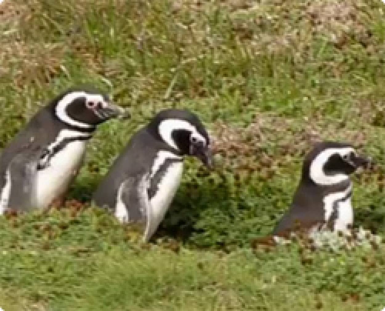 動画 さあ冒険のはじまりだ 3匹のペンギンのワクワクパトロール隊 カラパイア 動画 さあ冒険のはじまりだ 3匹のペンギンのワクワクパトロール隊 カラパイア