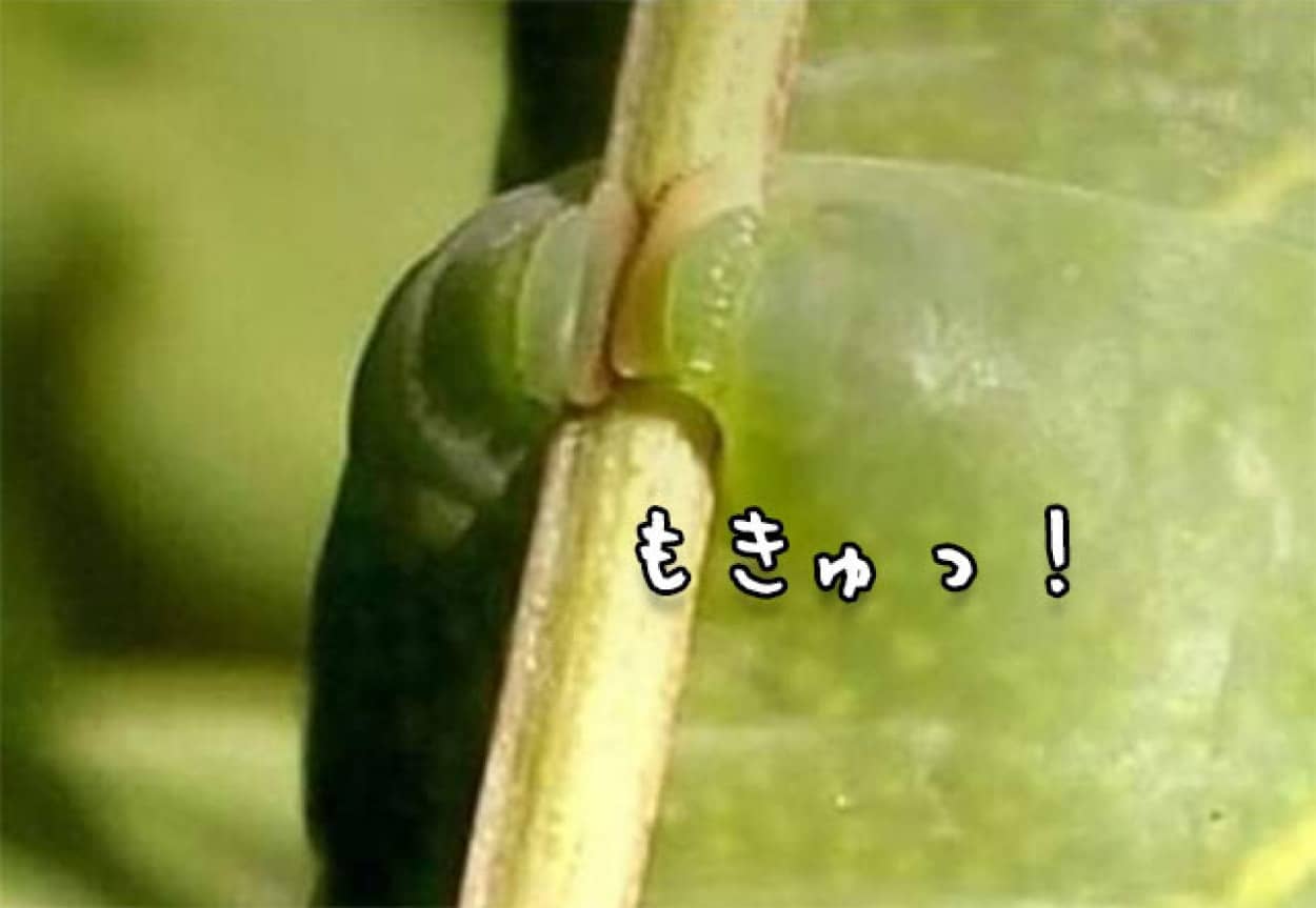 芋虫