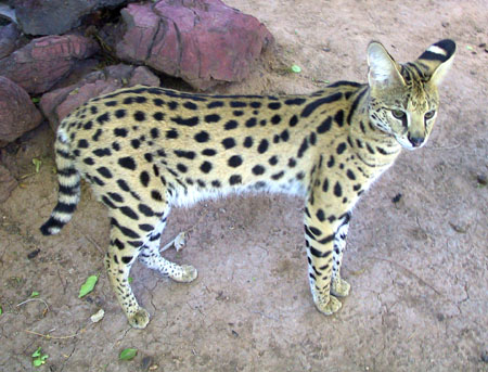 serval