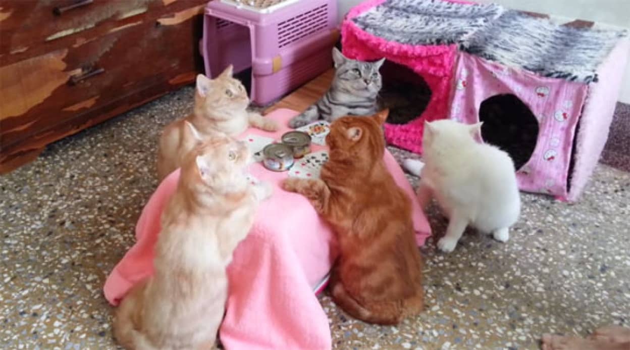 やらされている感は否めないが それを拒まない猫たちがすごかった 猫たちのコタツを囲んでのポーカーゲーム カラパイア やらされている感は否めないが それを拒まない猫たちがすごかった 猫たちのコタツを囲んでのポーカーゲーム カラパイア
