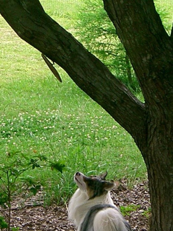 dog2_e
