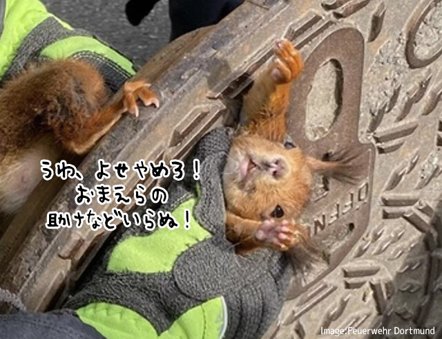 「おまえらの世話にはならねぇ！」マンホールにはさまったリス、激しく抵抗を続けるも無事救助される