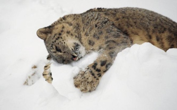 こう寒くっちゃよう 寒さ対策に見る動物と雪のぽかぽか面白画像 カラパイア こう寒くっちゃよう 寒さ対策に見る動物と雪のぽかぽか面白画像 カラパイア