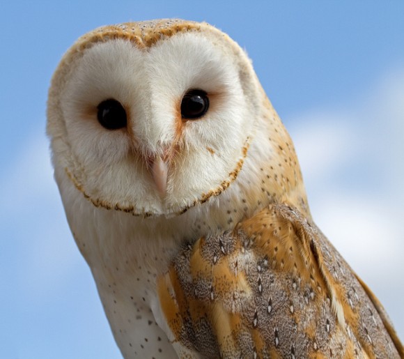 かわいさ炸裂 18種のフクロウを鑑賞するの会 カラパイア