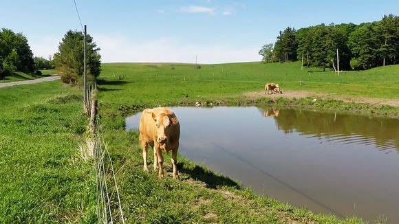 この人なら助けてくれるかも！我が子がフェンスに挟まってしまい人間に必死で助けを求めた母さん牛（カナダ）