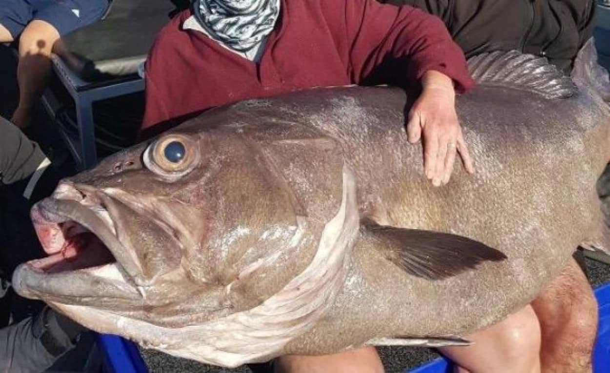 巨大魚ゲットだぜ いくらなんでもデカすぎるやろ 釣り好きの息子と一緒に釣りに出掛けたお母さん 信じられないサイズの巨大魚をゲットだぜ オーストラリア カラパイア