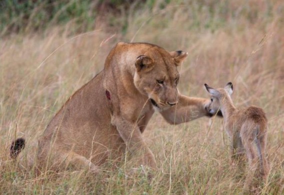 獲物である母親を捕食した後 残されたレイヨウの子どもに母性愛を示し 安全な場所へと運んで行ったライオンのメス ウガンダ カラパイア