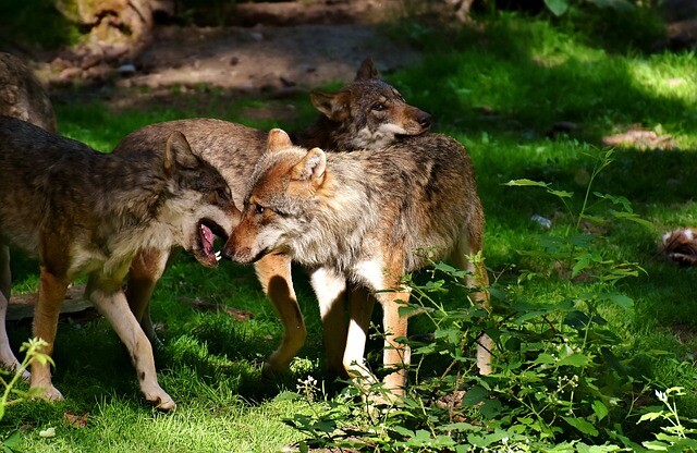 狼も犬のように尻尾を振るのだろうか カラパイア