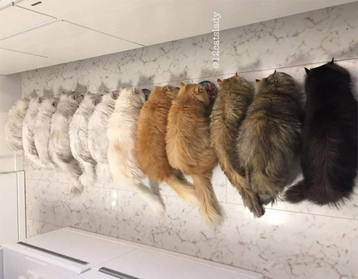 毛玉天国かな 12匹のチンチラペルシャ猫を飼うお宅の日常 カラパイア 毛玉天国かな 12匹のチンチラペルシャ猫を飼うお宅の日常 カラパイア