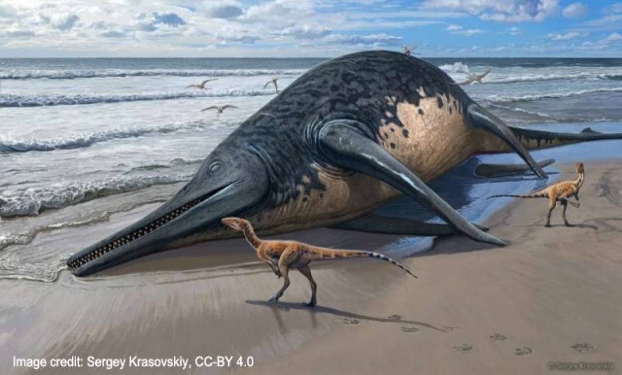 過去最大の海洋爬虫類の化石を発見