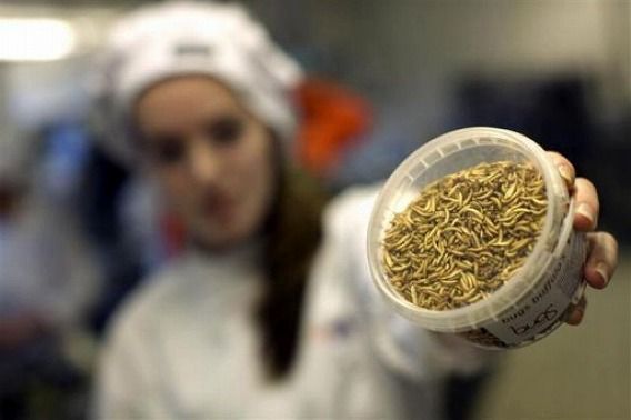 mealworms_not_just_640_05