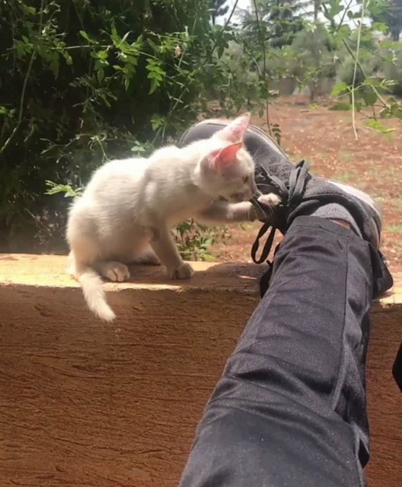cat-4 (1)