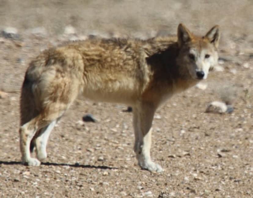 Tibetan_Wolf_By_Stanzin_(Stakpa)_cropped_e