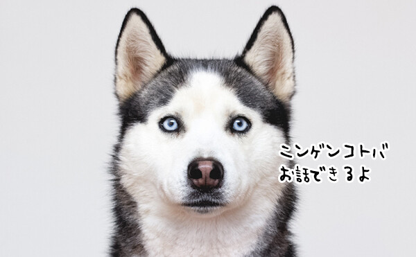 本当にそう聞こえるからすごい！人間の言葉を話すハスキー犬（要音声）